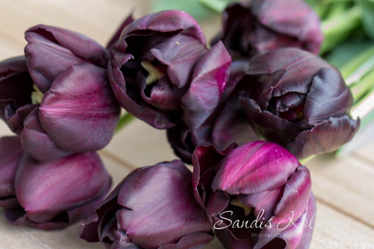 Tulpe Schwarze Perle