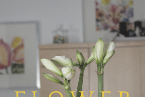 Friday Flowerday: Amaryllis im Sternenlicht