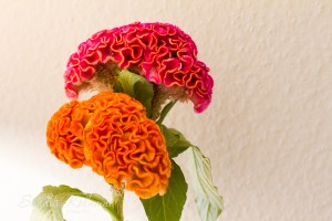 Flower-Friday: Rosen, Pfingst und Birnen