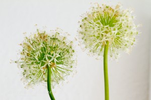 Flower-Friday: Allium, eine runde Sache