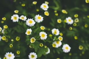 Flowerpower aus fremden Gärten