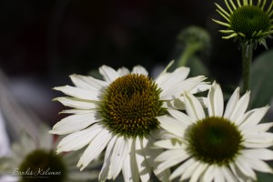 Sie werden so schnell welk! – Kleiner Blumenwechsel im Garten