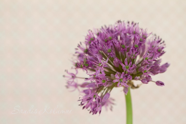 Friday – Flowerday 02/16: Die erste Tulpe