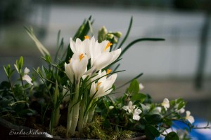 Friday Flowerday in weiß und grün