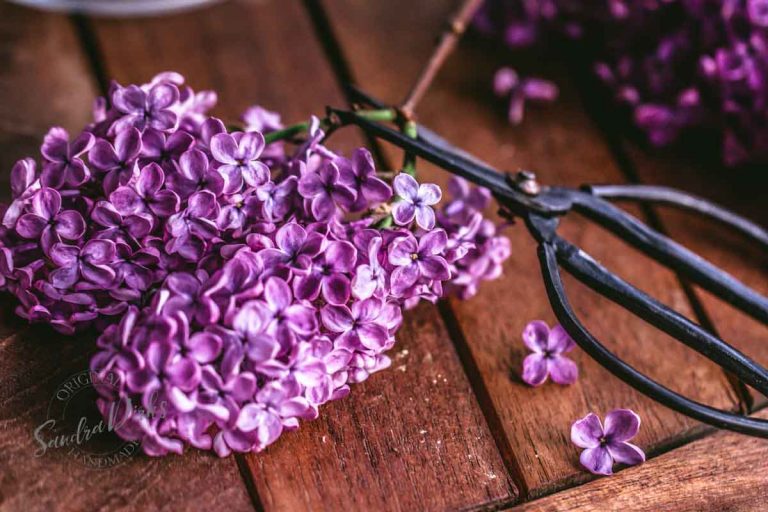 Friday Flowerday – Flieder aus Muttis Garten