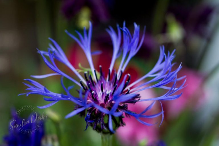 Friday Flowerday Schwiegermutterblumen Foto 3- Sandra Dirks