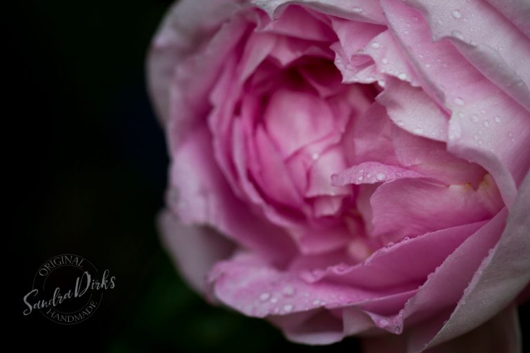 Mein kleiner Garten Anfang Juni