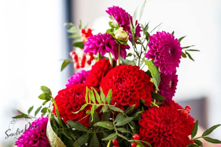Sandra Dirks - FlowerFriday Dahlien in rot und violett
