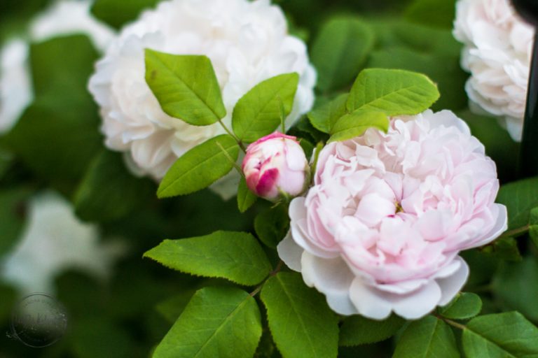 Sandra Dirks - Meine Gartensaison 2018 - Möbel, Blumen und Deko