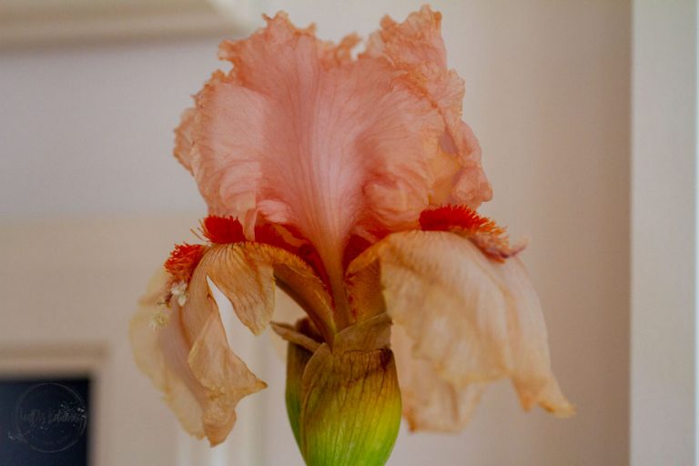 Sandra Dirks - FlowerFriday mit Iris aus dem Aquarell