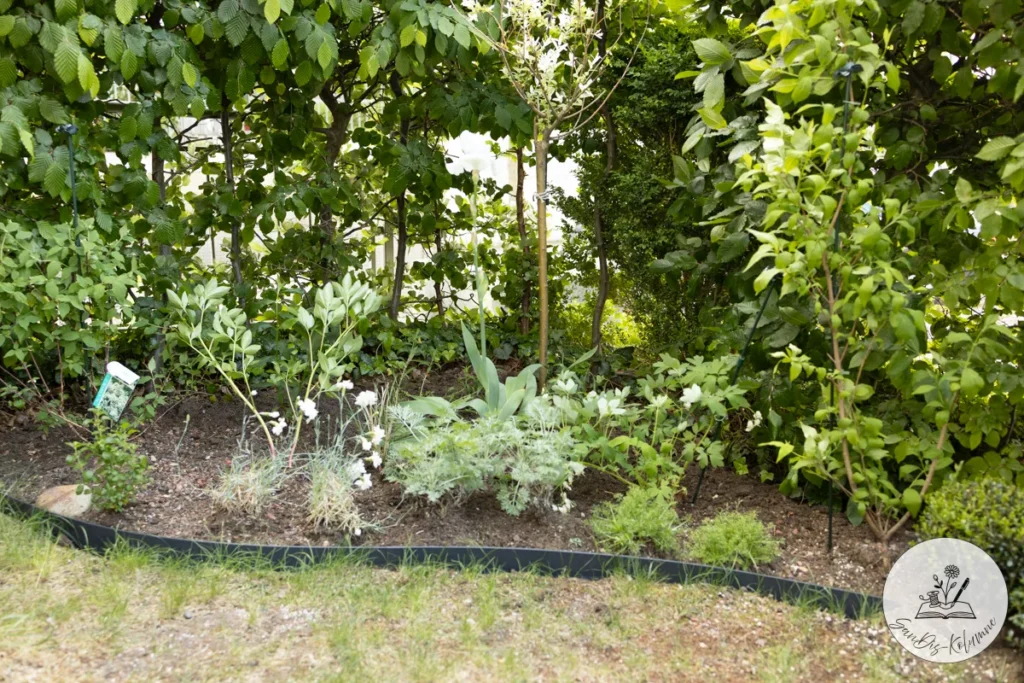 Frisch bepflanztes Beet mit weißer Iris, jungen Stauden und dunkler Rasenkante vor einer grünen Hainbuchenhecke