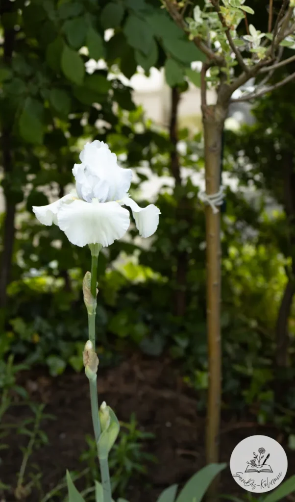 Einzelne weiße Iris mit zarten Knospen am hohen Stiel, dahinter dunkles Blattwerk und ein junger Baumstamm
