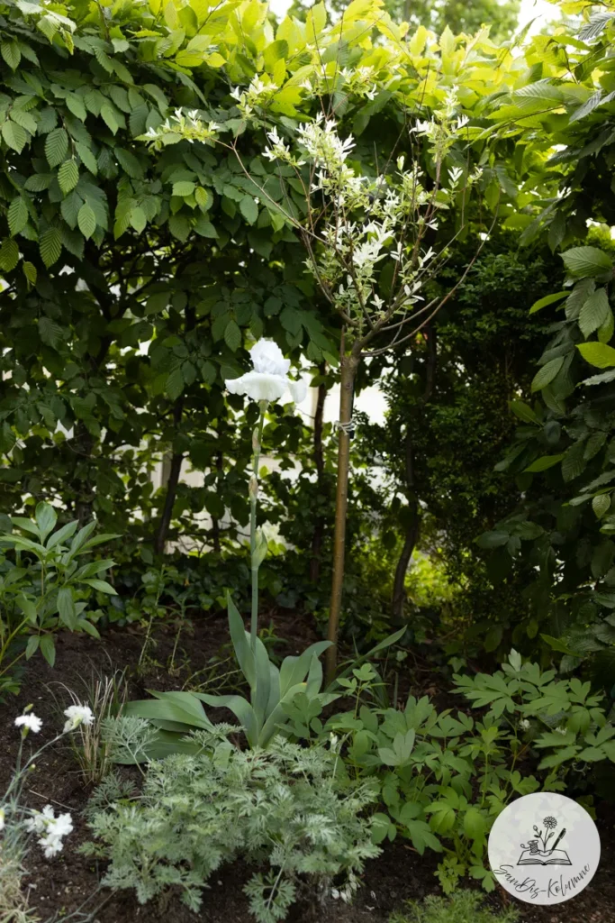 Gartenecke mit kleinem weiß panaschiertem Bäumchen, darunter blühen eine weiße Iris und Nelken zwischen silbrigem Laub