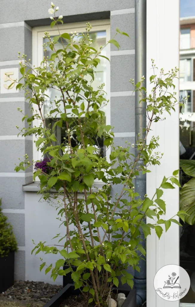Junger Pfeifenstrauch mit unzähligen Knospen und ersten weißen Blüten vor der grauen Hauswand mit Fenster