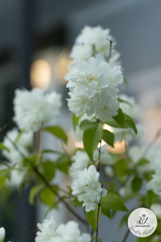 Gefüllte weiße Pfeifenstrauch-Blüten am Abend, im Hintergrund leuchten verschwommen warme Lichter