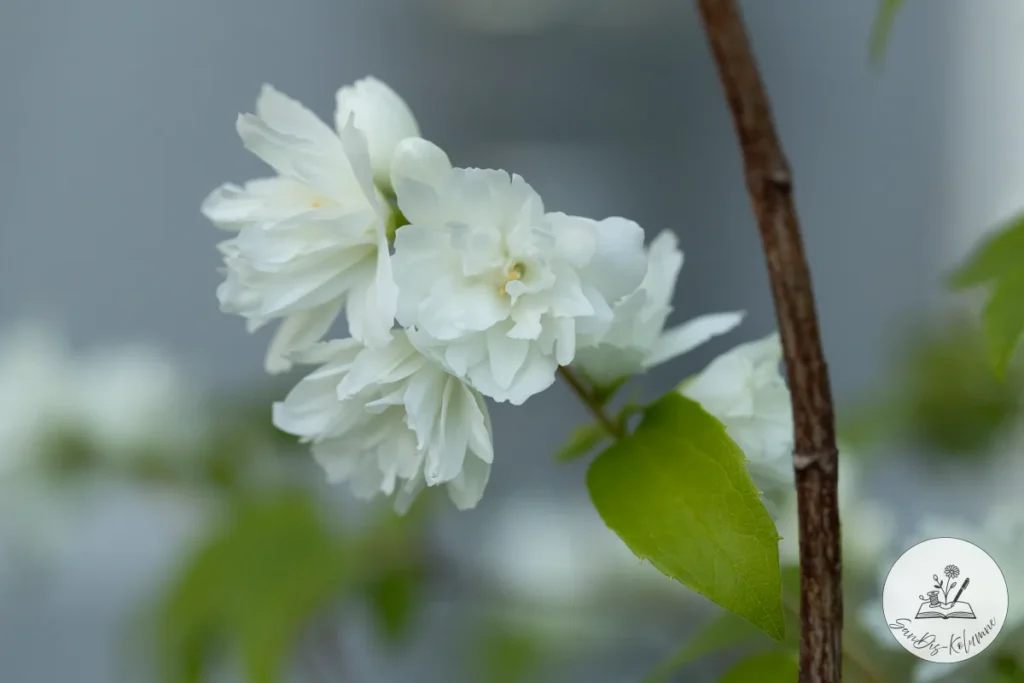 Gefüllte weiße Pfeifenstrauch-Blüten neben einem braunen Ast, der Hintergrund verschwimmt in Graublau