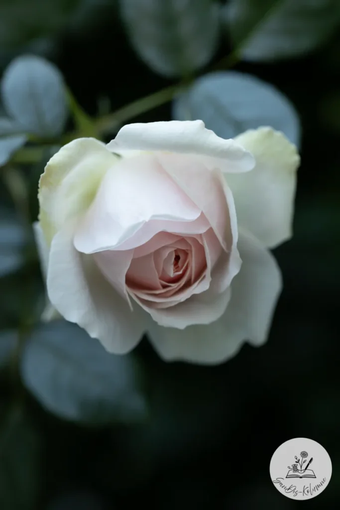 Weiße Rosenblüte mit zartrosa Zentrum von oben, umgeben von dunklem, blaugrün schimmerndem Laub