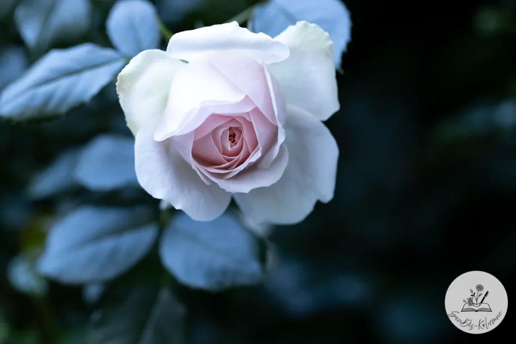 Halb geöffnete weiß-rosa Rosenblüte zwischen kühl blau getöntem Laub vor dunklem Hintergrund