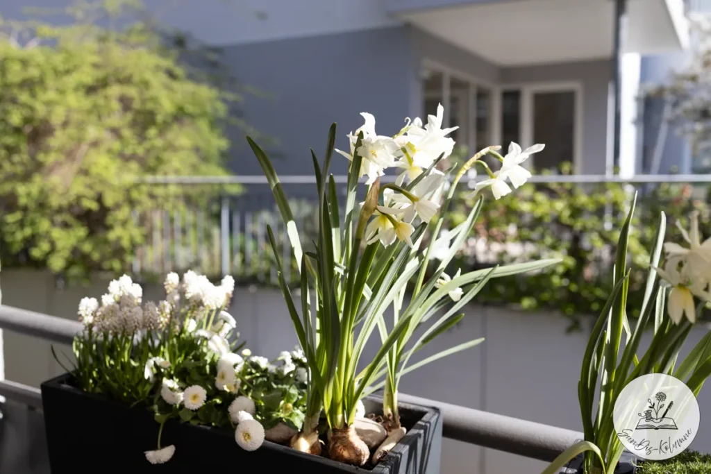 Balkonkasten mit weißen Narzissen, Bellis und Traubenhyazinthen vor dem Geländer, dahinter die sonnige Hausfassade