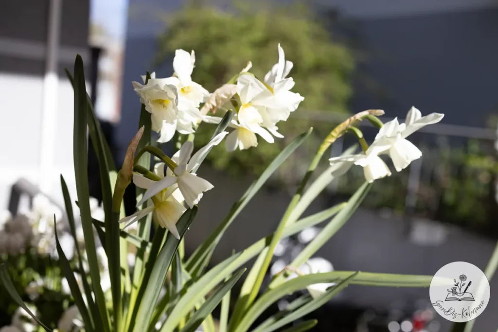 Mehrere weiße Narzissen mit nickenden Blüten vor dunklem Hintergrund in der Frühlingssonne