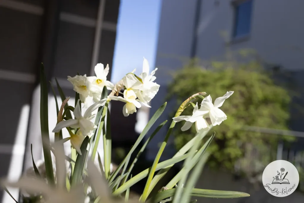 Weiße Narzissen strecken sich vor Hausfassade und blauem Himmel der Frühlingssonne entgegen