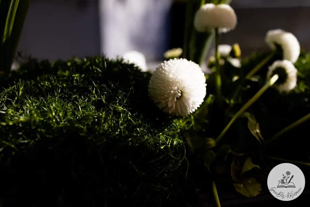 Kugelrunde weiße Bellisblüte leuchtet im Sonnenstrahl über dunkelgrünem Moospolster, der Rest liegt im Schatten