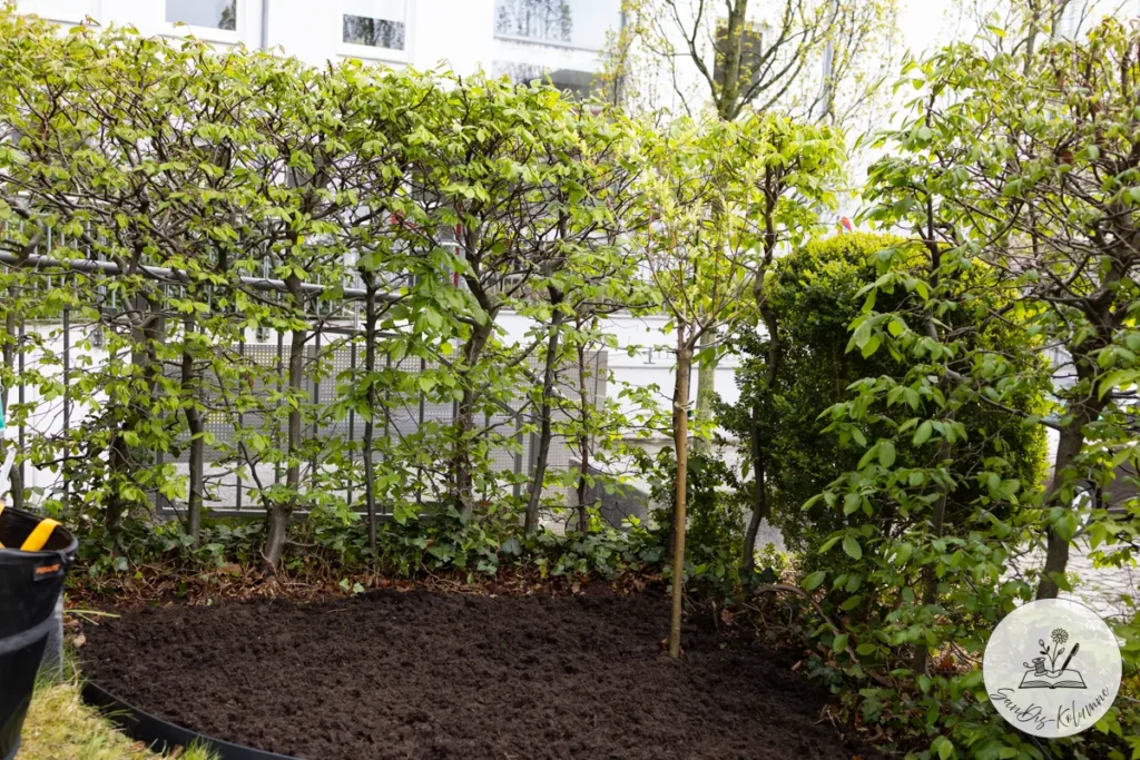 Frisch umgegrabene dunkle Erde in einem Beet unter austreibenden Hainbuchen, dahinter Metallzaun und weiße Hausfassade