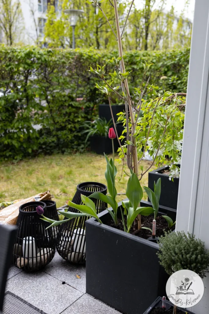 Eine rote Tulpe blüht im schwarzen Pflanzkübel neben einem jungen Strauch, davor drei schwarze Laternen auf der Terrasse