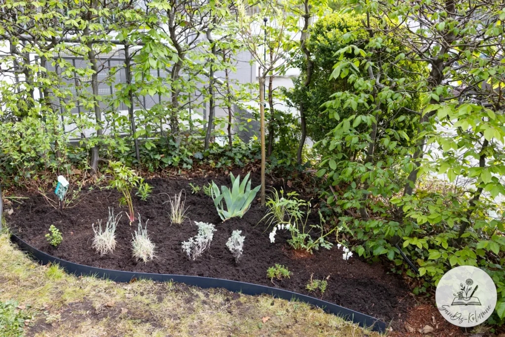 Frisch eingepflanzte Gräser, silberlaubige Stauden und Iris im dunklen Beet vor der Hainbuchenhecke
