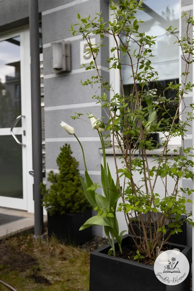 Zwei weiße Tulpen und ein junger Strauch im schwarzen Kübel vor dem grauen Hauseingang mit der Nummer 5