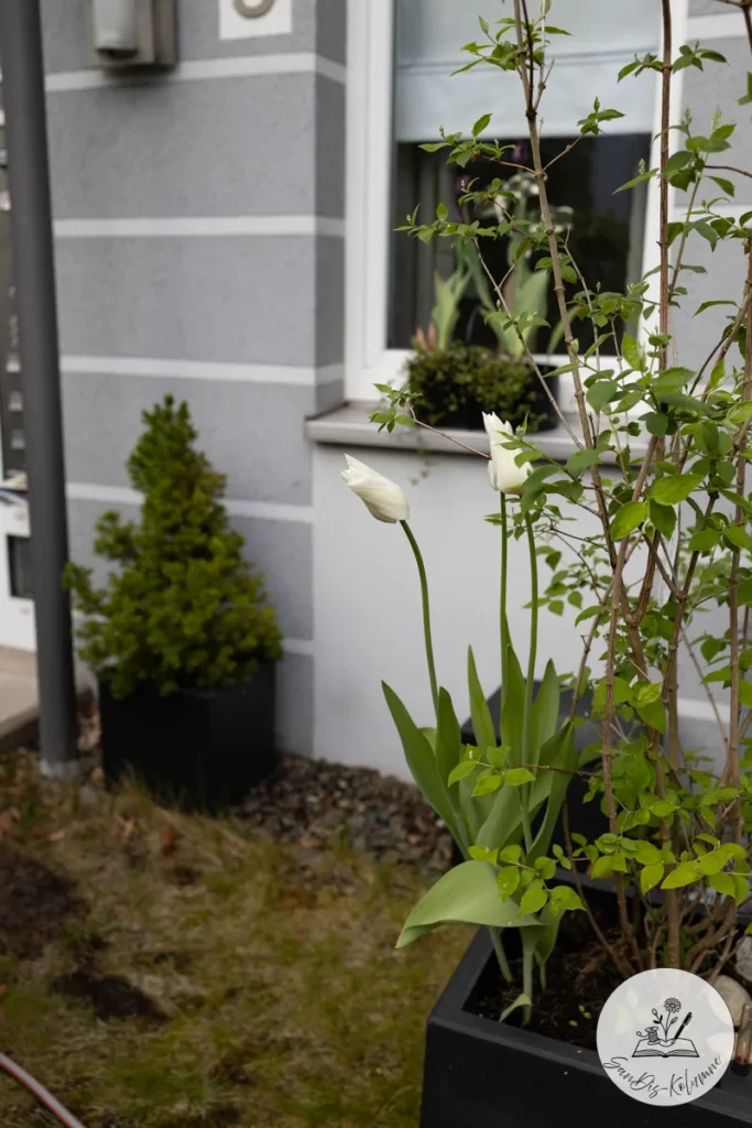 Zwei noch geschlossene weiße Tulpen vor der grau gestreiften Hauswand, dahinter ein Fenster mit Pflanzen auf der Fensterbank