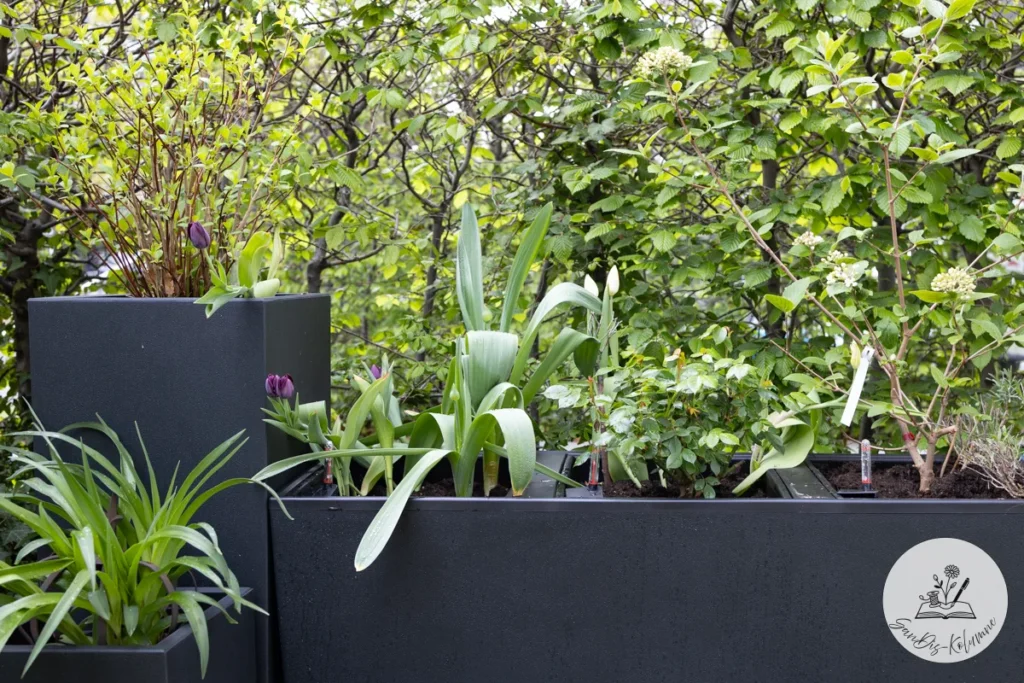 Länglicher schwarzer Pflanzkübel mit fast schwarzen Tulpen, frischem Blattgrün und weißen Knospen vor hellgrüner Hecke