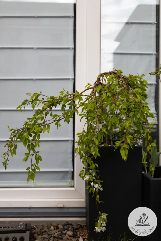 Kleiner Baum mit bogig hängenden Zweigen und ersten weißen Blüten im hohen schwarzen Kübel vor einem Fenster mit hellen Raffrollos