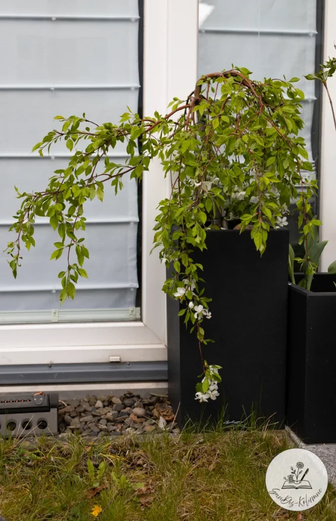 Hängende Zweige des kleinen Bäumchens mit weißen Blüten reichen am schwarzen Kübel hinab bis zum Kiesstreifen vor dem Fenster